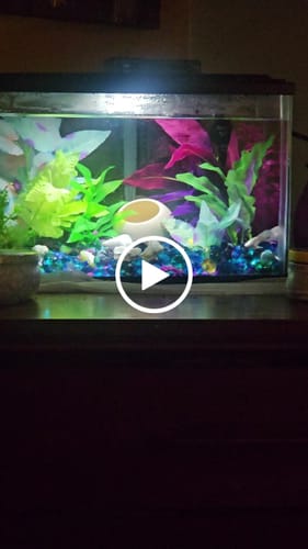 Customer video review of Super White Dumbo Ear Halfmoon Male Betta Fish