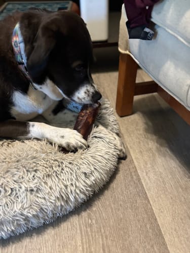 Customer photo review of Smoked Beef Marrow Bone