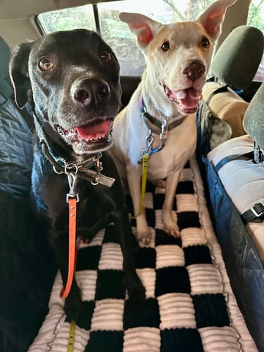 Customer photo review of RuffRover 2.0™ - Hard Bottom Back Seat Extender + (FREE Dog Bed)