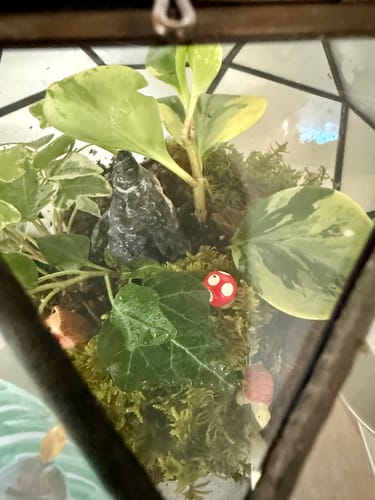 Customer photo review of Closed Bioactive Terrarium Kit