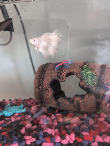 Customer photo review of Super White Dumbo Ear Halfmoon Male Betta Fish