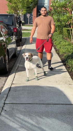 Customer photo review of WagWellies® Mojave