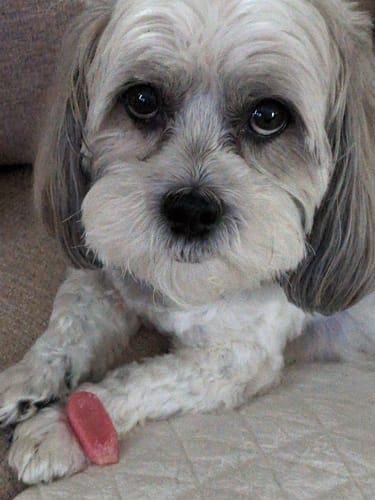 Customer photo review of 4-Stick Yak Chew Pack – Mint, Banana, Strawberry & Pumpkin