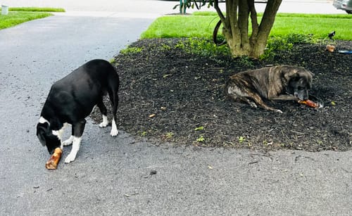 Customer photo review of Large Dog Black Friday Bundle II (4x 5oz Jerky Bags + 4x LARGE Smoked Marrow Bones)
