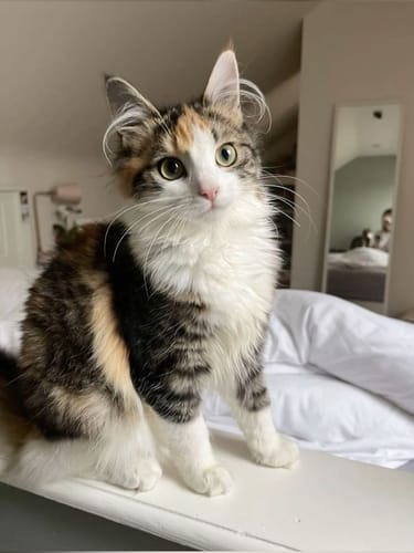 Customer photo review of Patsli Belly