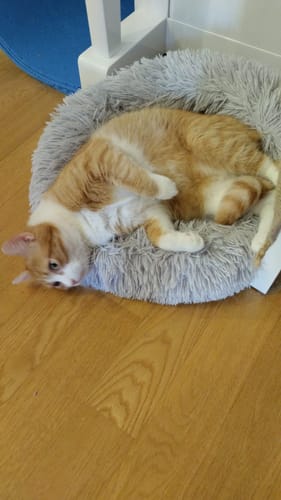 Customer photo review of Diffusore Calmante per Gatti