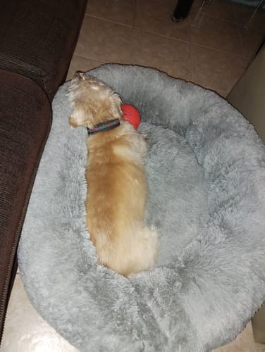 Customer photo review of Cama Antiestrés para Perros