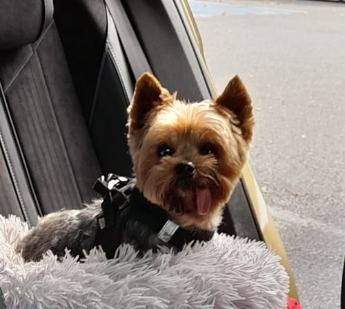 Customer photo review of Beurre de cacahuète pour chien - Banana N' Nuts - Banane 🍌 et Graine de Lin - inooko
