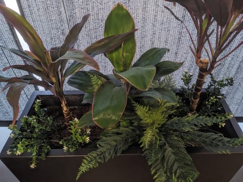 Customer photo review of Premium Artificial Australian Fern UV Resistant 60cm