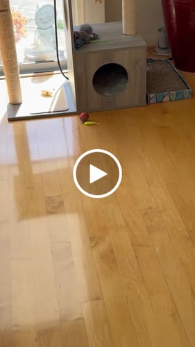 undefined review of SPEEDY TAIL 2.0 image 1 out of 1