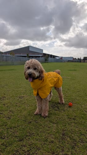 Customer photo review of Breatheshield™ Dog Raincoat - Mustard Yellow