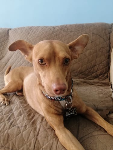 Customer photo review of Collar personalizado para Mascota: Alebrije