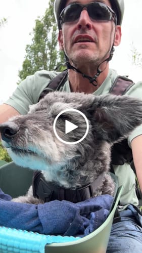 Customer video review of Kvisp Dog Bike Carrier