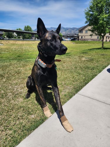 Customer photo review of All Weather Dog Booties - Doccasins - 1 pair
