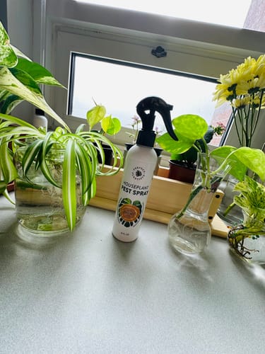 Customer photo review of Houseplant Pest Spray