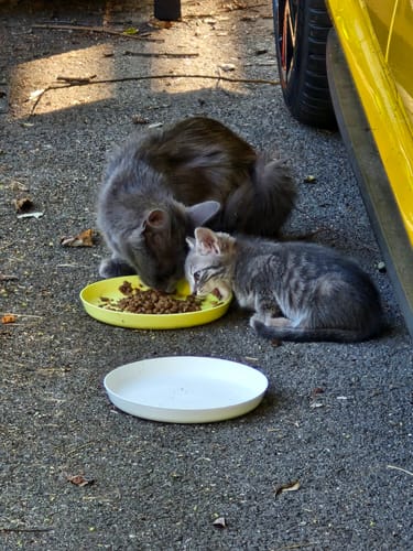 Avis photo d'un client sur Croquettes Chat Stérilisé Sans Céréales - Poulet