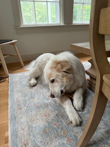 Customer photo review of Ostrich Hip Bone (12" x 5"x 3”): The Durable, Flavor-Packed Chew for Medium & Large Dogs