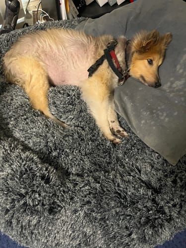 Customer photo review of Removable Cover Premium Colour Calming Dog bed