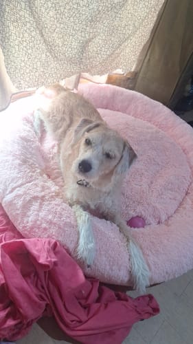 Customer photo review of Cama Antiestrés para Perros