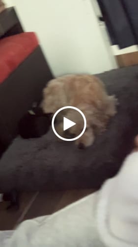 Customer video review of Cama Ortopédica para Perros