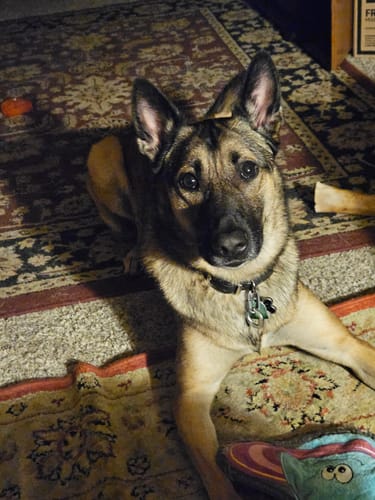 Customer photo review of FurLife™ - 12 Months Flea and Tick Tags for Dogs