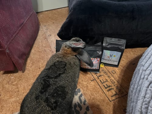 Customer photo review of Breakfast Blend (Bean)