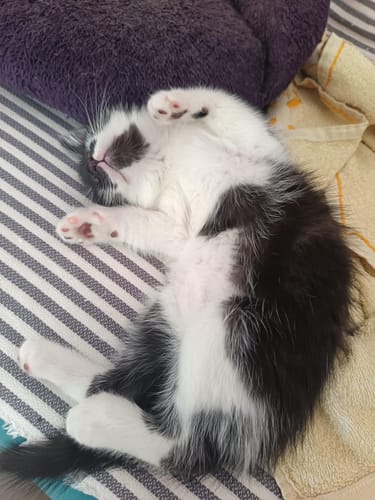 Avis photo d'un client sur Croquettes Chaton Sans Céréales - Poulet & Huile de Saumon