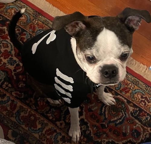 Customer photo review of "WOOF" Dog Hoodie - Black & Reflective