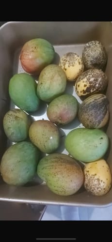 Customer photo review of Mango Mixed Variety