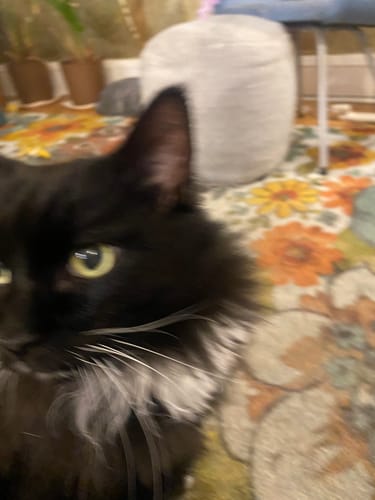 Customer photo review of Interactive Bird Simulation Cat Toy Hybrid Bundle