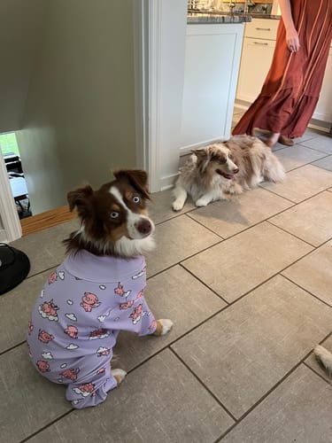 Customer photo review of Dog Pajama Prints