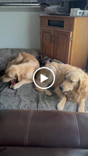 Customer video review of 10"-12" American Jumbo Smoked Bully Sticks