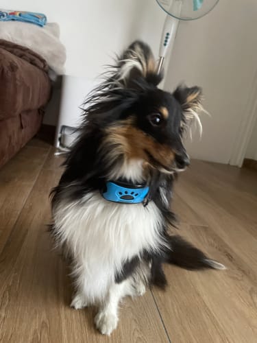 Customer photo review of Collier Anti Aboiement PuppySafe