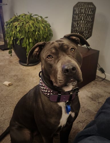 Customer photo review of Hand Made Leather Dog Collar - Ruthless Purple & Black (Wide Fit)