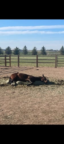 Customer photo review of Hay Chix® Large Bale Net - 6'
