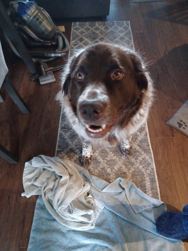 Customer photo review of WellyTails Cartilage, Hip & Joint Dog ADVANCED (original Rx formula updated)