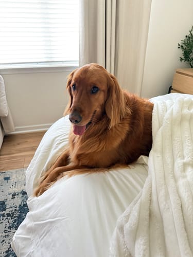 Customer photo review of Temperature Control Dual-Layer Comforter