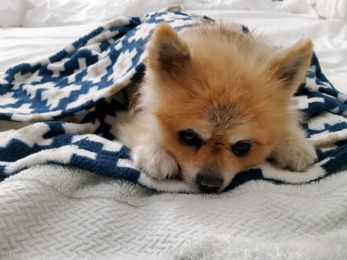 Customer photo review of Grass-Fed Tenderloin Steak, 5oz