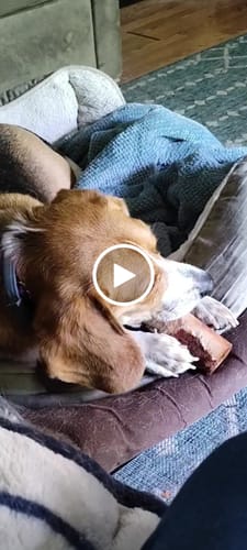 Customer video review of Beef Gullet Jerky Strips