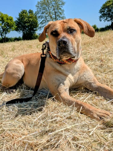 Customer photo review of CALM – NATÜRLICHES BERUHIGUNGSMITTEL HUNDE