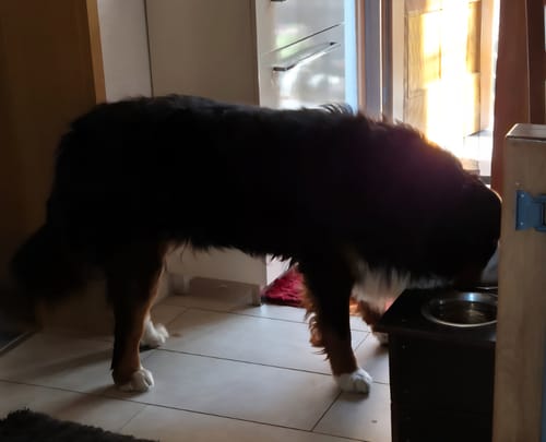 Customer photo review of Frischfutter für Energiebedarf von 1802 kCal/Tag