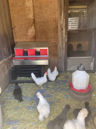 Customer photo review of Medium (34") Reversible Rollout Nest Box (Up to 32 Hens)