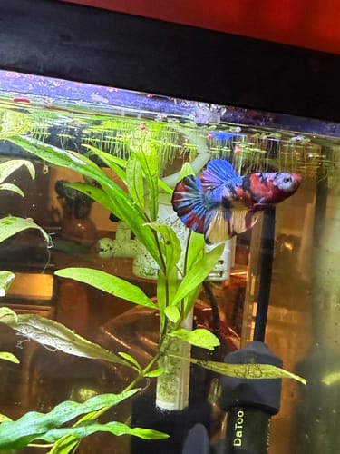 Customer photo review of Multicolor Yellow Base Plakat Male Betta Fish | Order Directly From Farm| You Pick Fish
