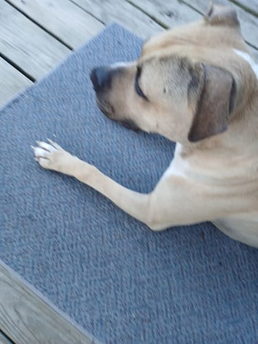 Customer photo review of Belly Buddies Probiotics for Dogs