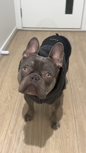 Customer photo review of Reversible Sherpa Jacket - Grey and Black