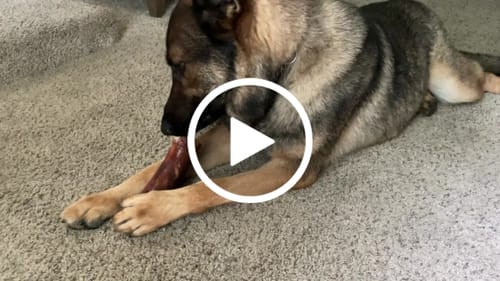 Customer video review of Smoked Beef Marrow Bone
