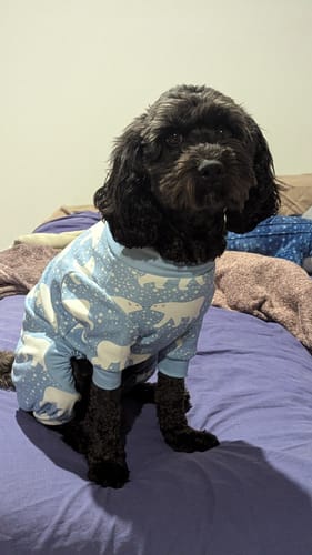 Customer photo review of Dog Pajama - Snowy Polar Bear