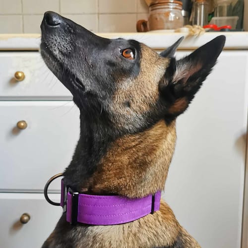 Patricia H. review of 5cm Combat® Collar | With Handle & Secure Clip - Purple image 1 out of 1