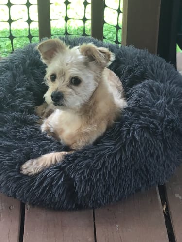 Customer photo review of Seizures - Dogs