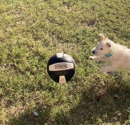 Customer photo review of FurLife™ - 12 Months Flea and Tick Tags for Dogs